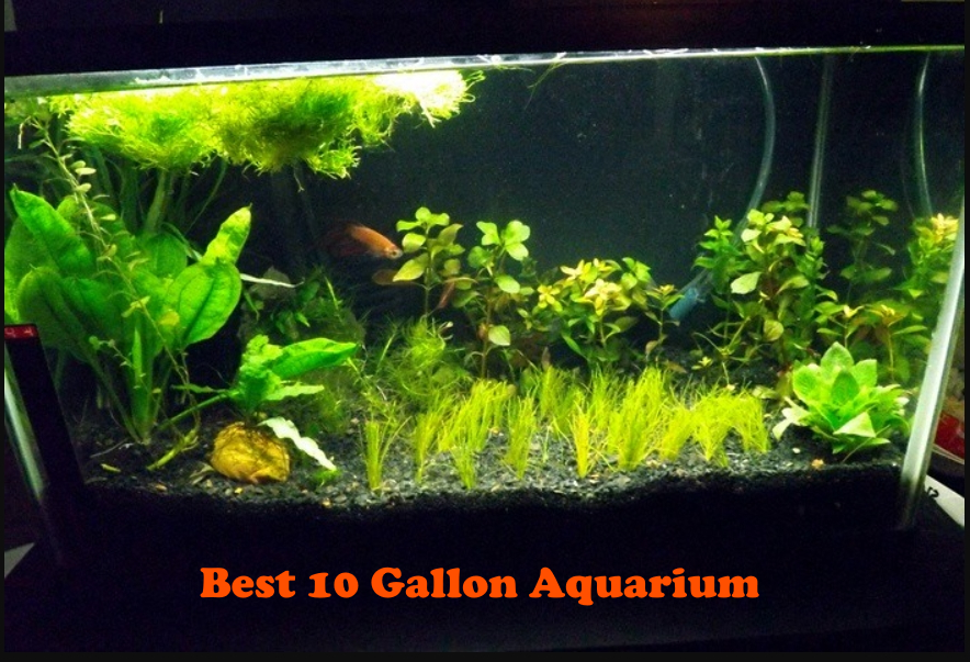 Best 10 Gallon Aquarium