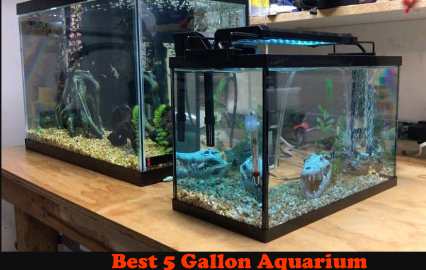 The Best 5 Gallon Aquarium for 2021