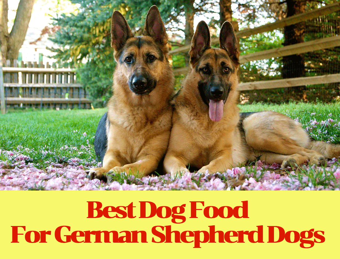 Best Dog Food For German Shepherd Dogs