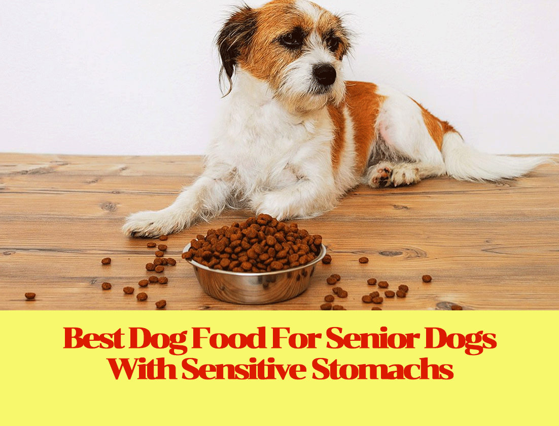 Best Dog Food For Senior Dogs With Sensitive Stomachs
